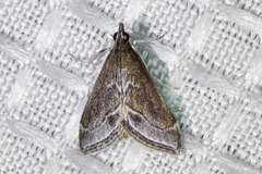 Pyrausta napaealis