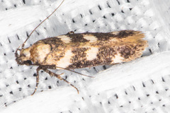 Filatima arizonella