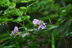 Indigofera venulosa