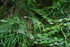 Indigofera venulosa