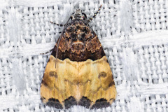 Cobubatha dividua
