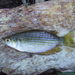 Chequered Rainbowfish - Photo (c) coenobita, some rights reserved (CC BY), uploaded by coenobita