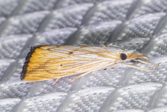 Xubida dentilineatella