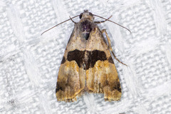 Cobubatha lixiva