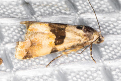 Cobubatha lixiva