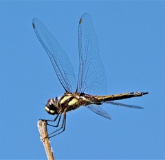 Tramea cophysa