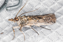 Melitara subumbrella