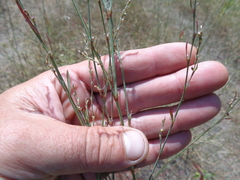 Polygonum equisetiforme