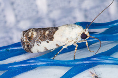 Ponometia phecolisca