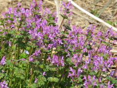 Lamium amplexicaule
