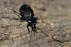 Sphaeroderus stenostomus