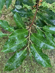 Prunus lusitanica azorica