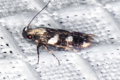 Filatima arizonella