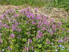 Lamium amplexicaule