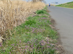 Lamium amplexicaule