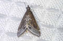 Pyrausta napaealis