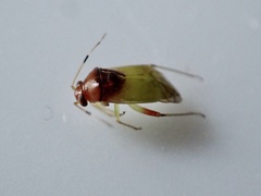 Pinalitus conspurcatus