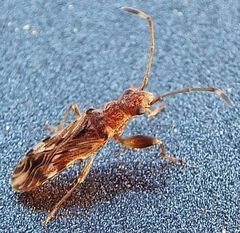 Neopamera albocincta