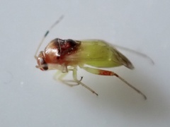 Pinalitus conspurcatus