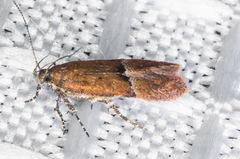 Eudactylota iobapta
