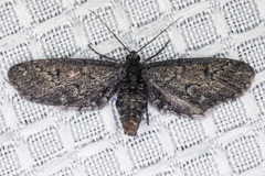 Glaucina erroraria