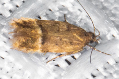 Eudactylota iobapta