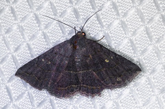 Lesmone detrahens