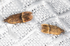Eudactylota iobapta