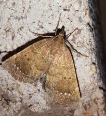 Focillidia texana