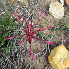 Brunsvigia striata