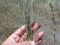 Polygonum equisetiforme