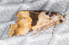 Cobubatha lixiva
