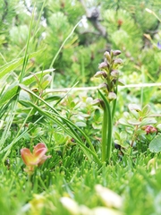 Chamorchis alpina