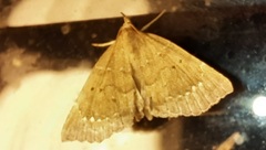 Focillidia texana
