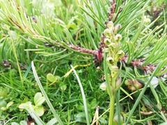 Chamorchis alpina