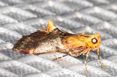 Cacozelia basiochrealis