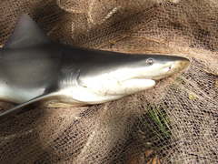 Speartooth Shark photo 5