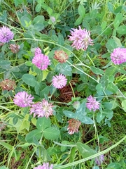 Trifolium pratense
