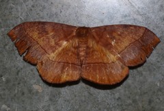 Eupterotinae