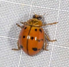 Harmonia octomaculata