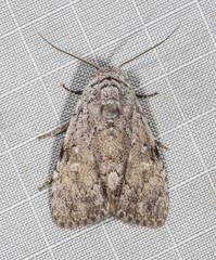 Barasa cymatistis