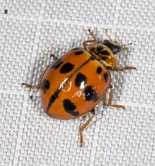 Harmonia octomaculata