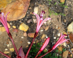 Brunsvigia striata