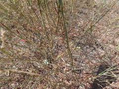 Polygonum equisetiforme