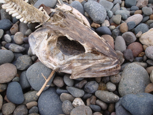 Merluccius hubbsi