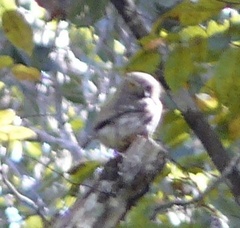Glaucidium palmarum