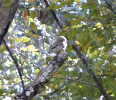 Glaucidium palmarum