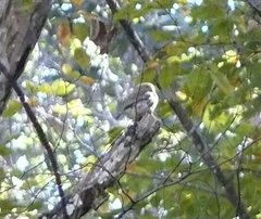Glaucidium palmarum