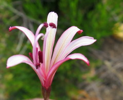Brunsvigia striata