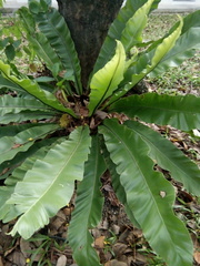 Thamnopteris
